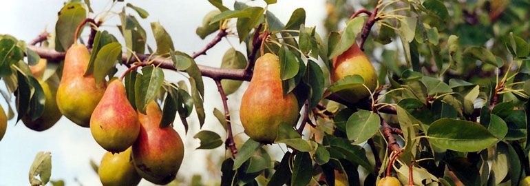 Αχλαδιά διακοσμητική