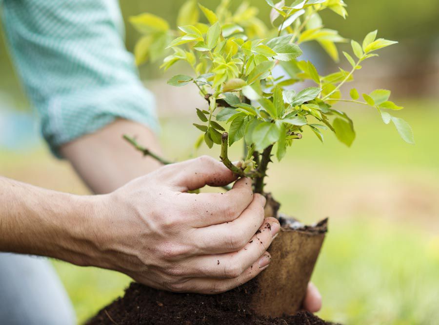 Η αξία των δέντρων - Φυτεύοντας με φρόνηση