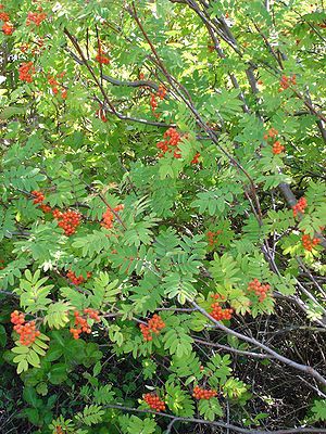 Το γένος SORBUS (Σορβιά)