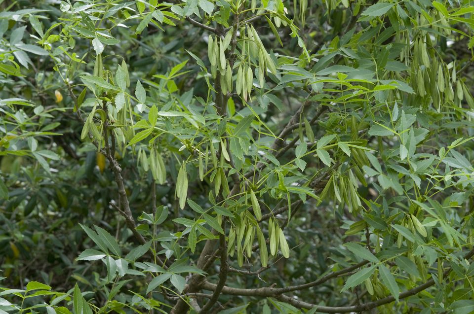 Το γένος FRAXINUS