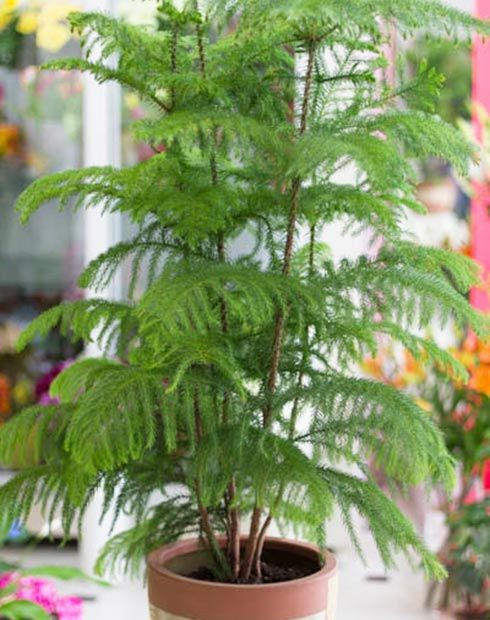 Αροκάρια Excelsa