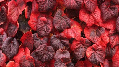 Vitis coignetiae